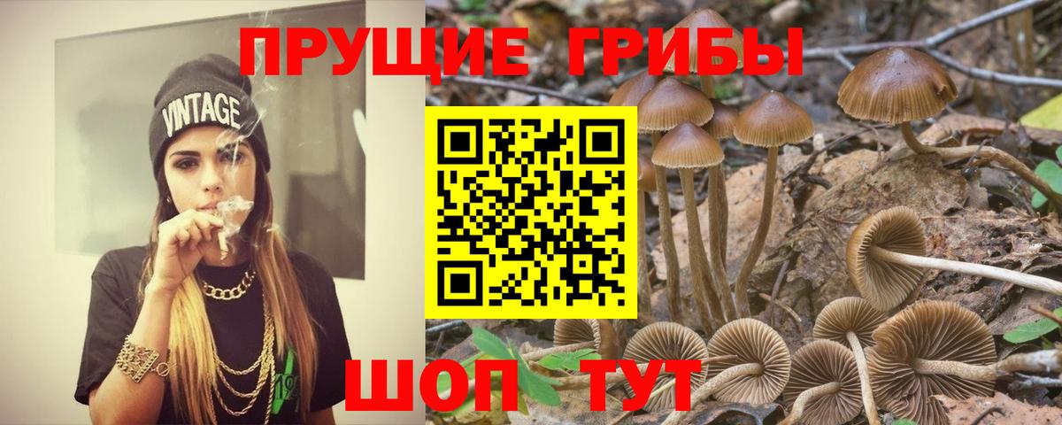 Псилоцибиновые грибы Psilocybe  закладка  Обнинск  Вход с VPN 